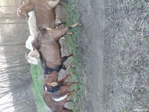 Tap de vanzare anglo-danubian - imagine 3