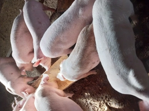 Purcei de carne 20-60kg 