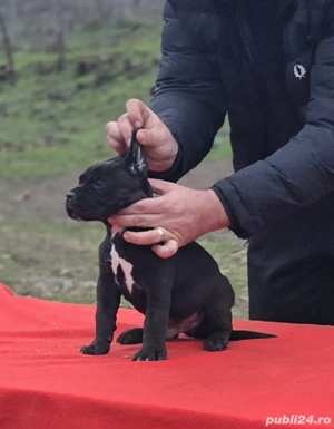 pui cane corso - imagine 2