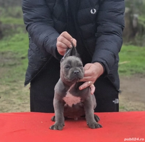 pui cane corso - imagine 4