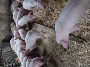 Purcei 20kg-60kg  - imagine 3