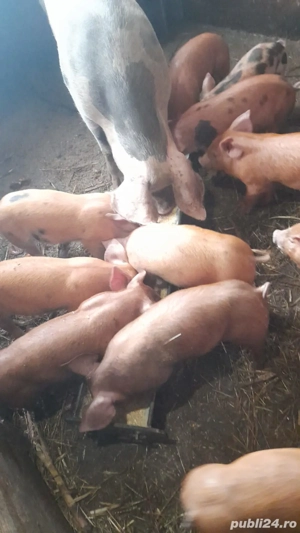 De vânzare purcei
