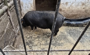 Porc de vânzare 15 lei kg - imagine 2