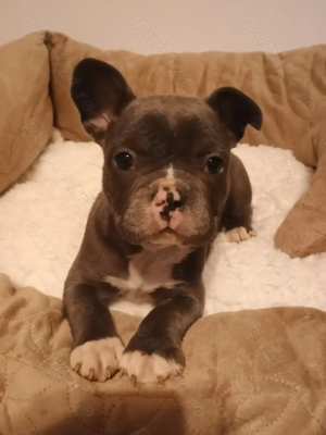 Buldog francez rasă pură 