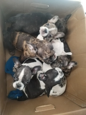 Buldog francez disponibili  - imagine 6