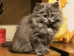 Pisicuta Highland Vaccinata, deparazitata I+E, carnetel cu serie - imagine 2