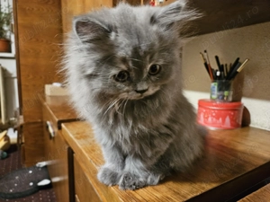 Pisicuta highland straight - imagine 3