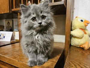 Pisicuta highland straight - imagine 2