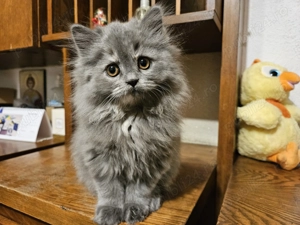 Pisicuta highland straight - imagine 4