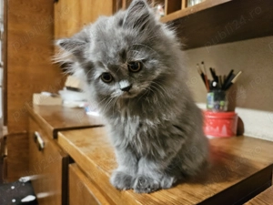 Pisicuta highland straight - imagine 5