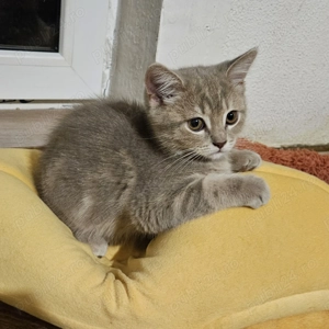 Pisicuta Scottish Straight Golden Tabby vaccinata, carnetel original inseriat, deparazitata I+E - imagine 2