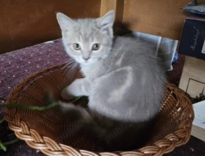 Pisicuta Scottish Straight Golden Tabby vaccinata, carnetel original inseriat, deparazitata I+E - imagine 3