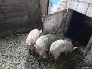 porci de vanzare  - imagine 2