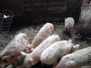 porci de vanzare  - imagine 3