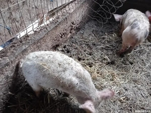 porci de vanzare  - imagine 4