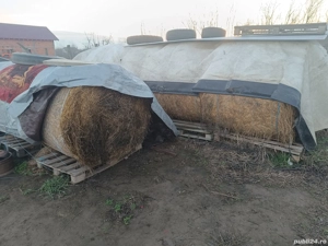 baloti rotunzi de lucrrna