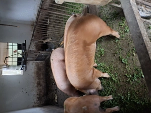 Vând porci 170- 200kg  - imagine 2