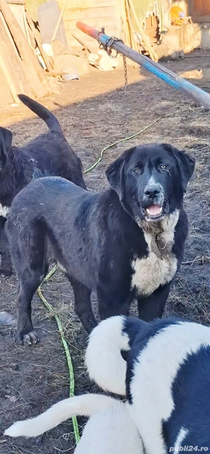 ciobanesc corb  - imagine 2