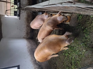 Vând porci 170- 200kg  - imagine 3