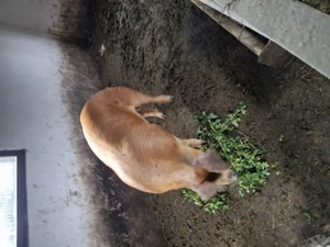 Vând porci 170- 200kg  - imagine 5