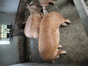 Vând porci 170- 200kg  - imagine 4