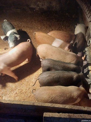 ofer spre vânzare  - imagine 3