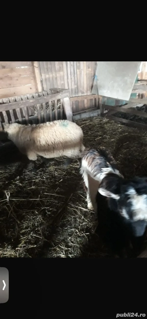 Vand 2 noatini  - imagine 2