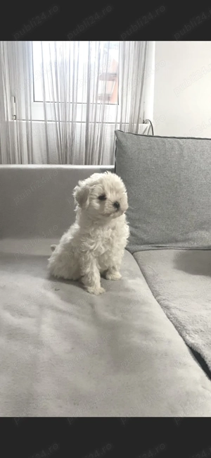 Masculi Bichon  - imagine 2