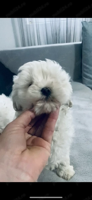 Masculi Bichon  - imagine 4