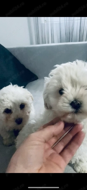 Masculi Bichon  - imagine 3