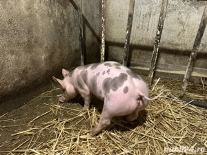 scrofita pietrain belgian - imagine 2