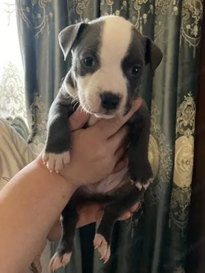 Pui amstaff de vanzare  - imagine 3