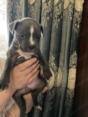 Pui amstaff de vanzare  - imagine 2