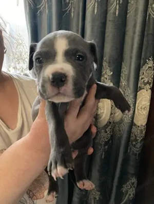 Pui amstaff de vanzare  - imagine 4