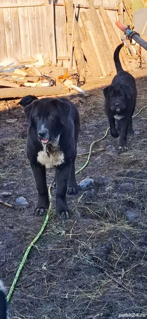 ciobanesc corb  - imagine 2