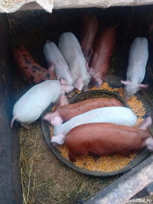 De Vânzare purcei soldani tote categorie  - imagine 4