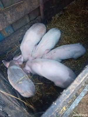 De Vânzare purcei soldani tote categorie  - imagine 3