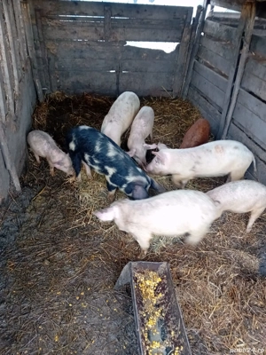 De Vânzare purcei soldani tote categorie  - imagine 5