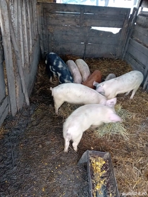 De Vânzare purcei soldani tote categorie  - imagine 2