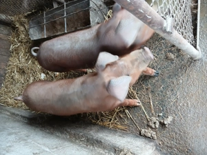 Vând 2 scrofite duroc pur in jur de 40 kg