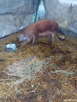 De Vânzare soldană gestantă  - imagine 2