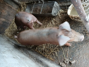 Vând 2 scrofite duroc pur in jur de 40 kg - imagine 2