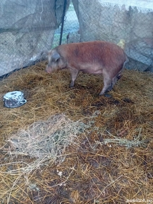 De Vânzare soldană gestantă  - imagine 4