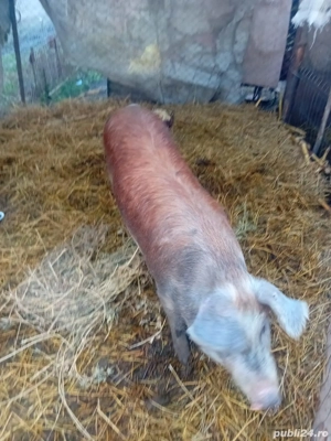 De Vânzare soldană gestantă 