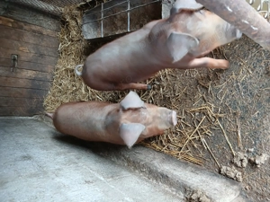 Vând 2 scrofite duroc pur in jur de 40 kg - imagine 4
