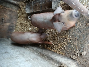 Vând 2 scrofite duroc pur in jur de 40 kg - imagine 5