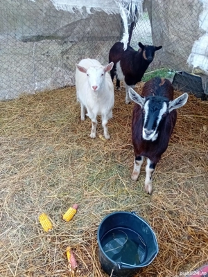 De Vânzare 3 iede gestante mai multe detalii la telefon  - imagine 3