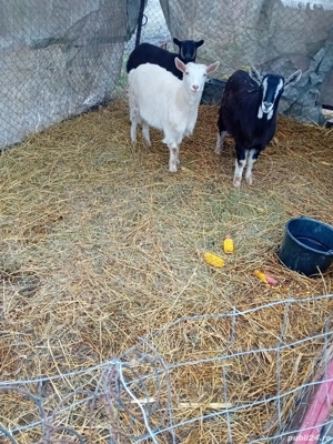 De Vânzare 3 iede gestante mai multe detalii la telefon  - imagine 2