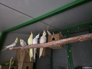 papagal calugar nimfa amorez agapornis - imagine 2