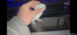 papagal calugar nimfa amorez agapornis - imagine 3